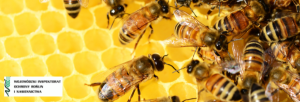 Komunikat Wojewódzkiego Inspektoratu Ochrony Roślin i Nasiennictwa w Lublinie dotyczący zasady stosowania środków ochrony roślin w sposób bezpieczny dla pszczół 