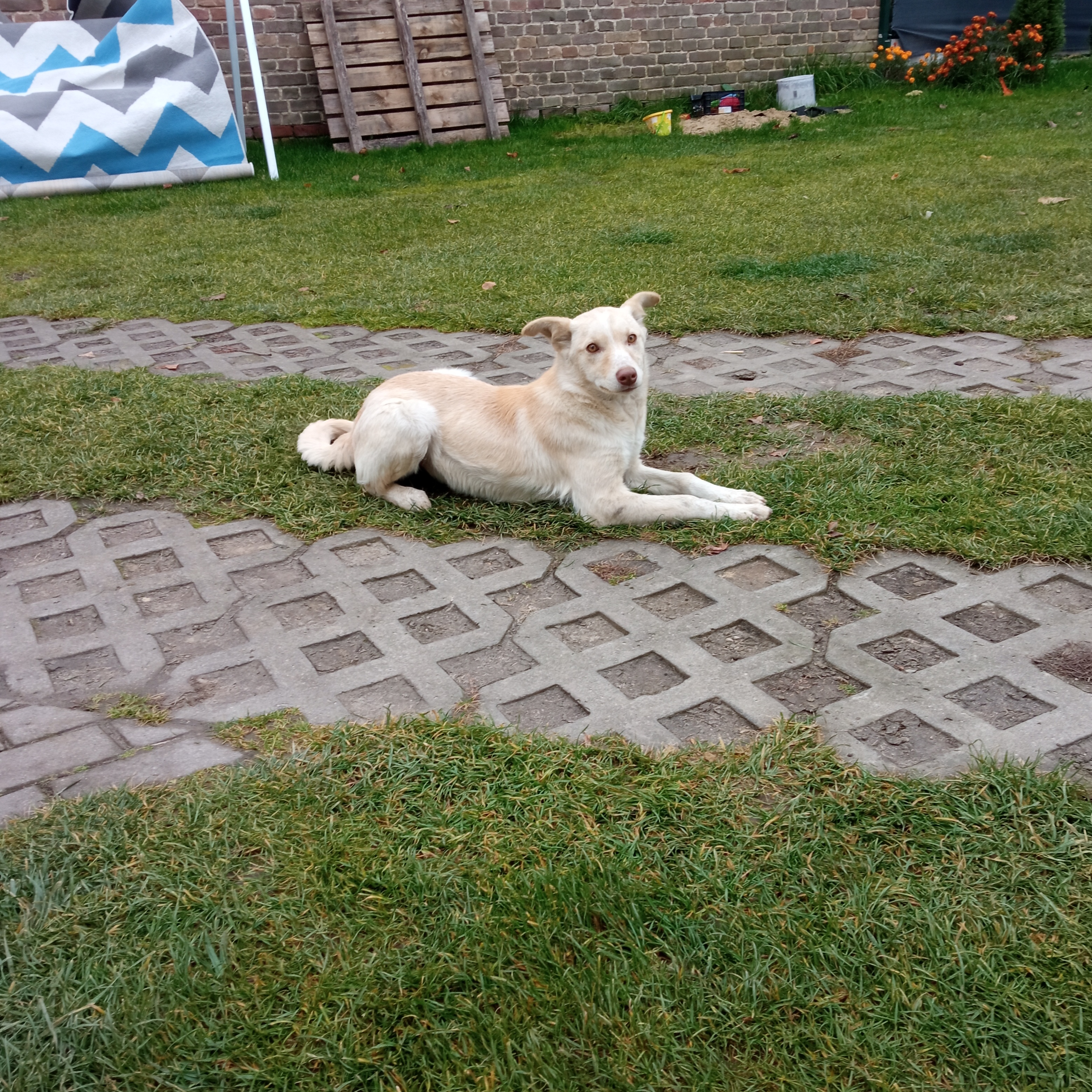 Biały pies na zielonej trawie