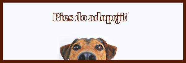 Psy do adopcji