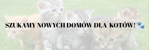 Szukamy nowych domów dla dwóch kotów!